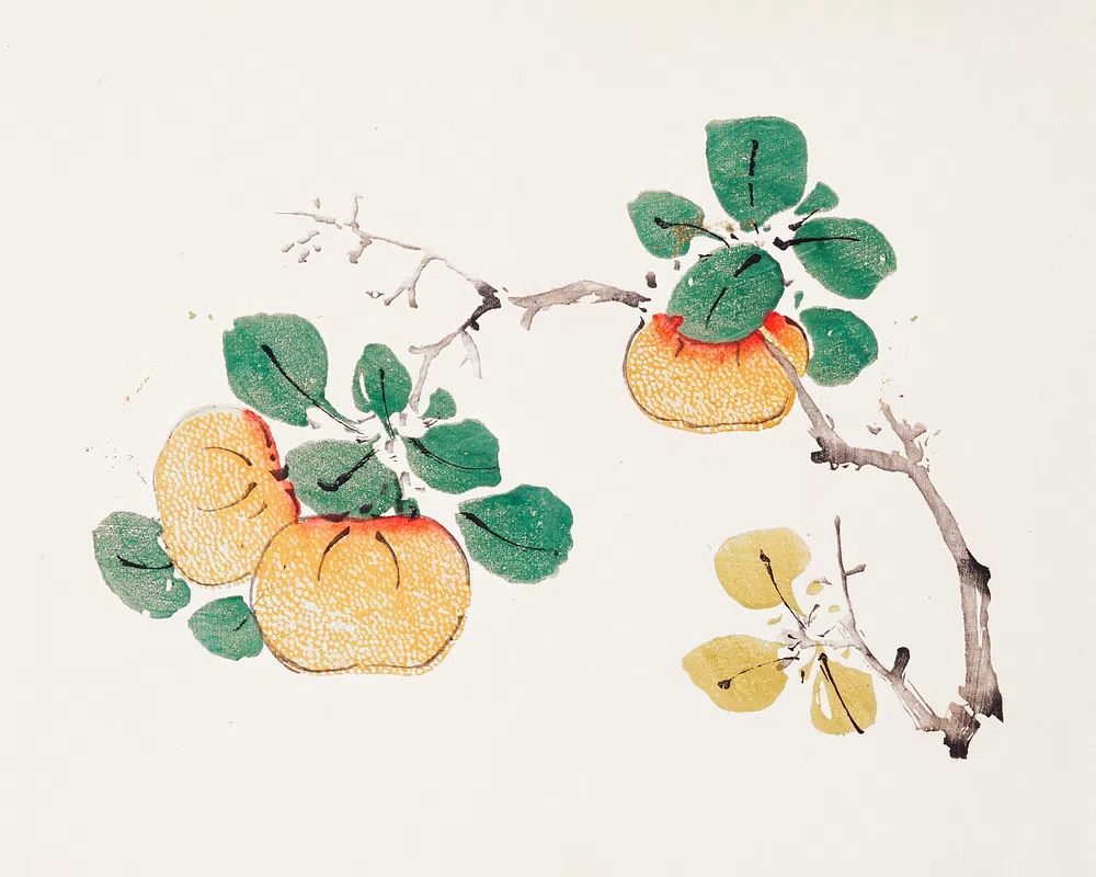 Citrus Fruits and Leaves — Botanical Print. poster — botanical art