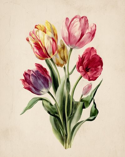 Colorful Tulip Bouquet — Botanical Print. poster print