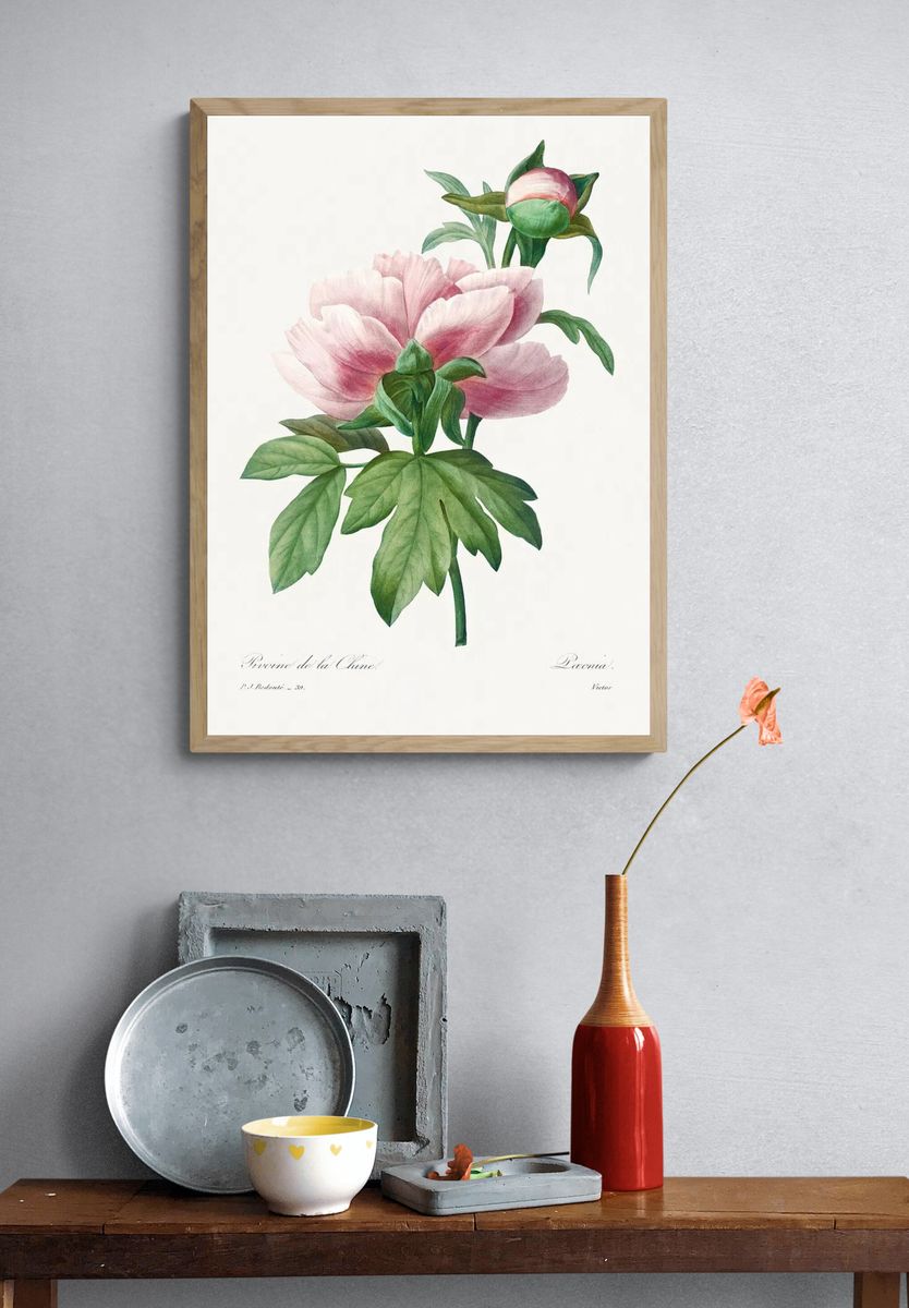 Peony Flower Botanical Print. — room view 3