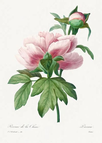 Peony Flower Botanical Print. poster print