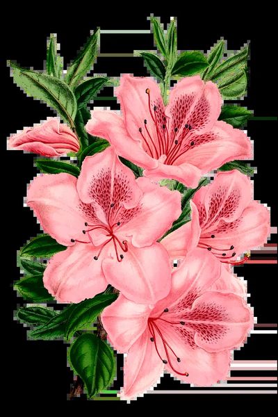 Pink Azalea Flowers — Botanical Print. poster