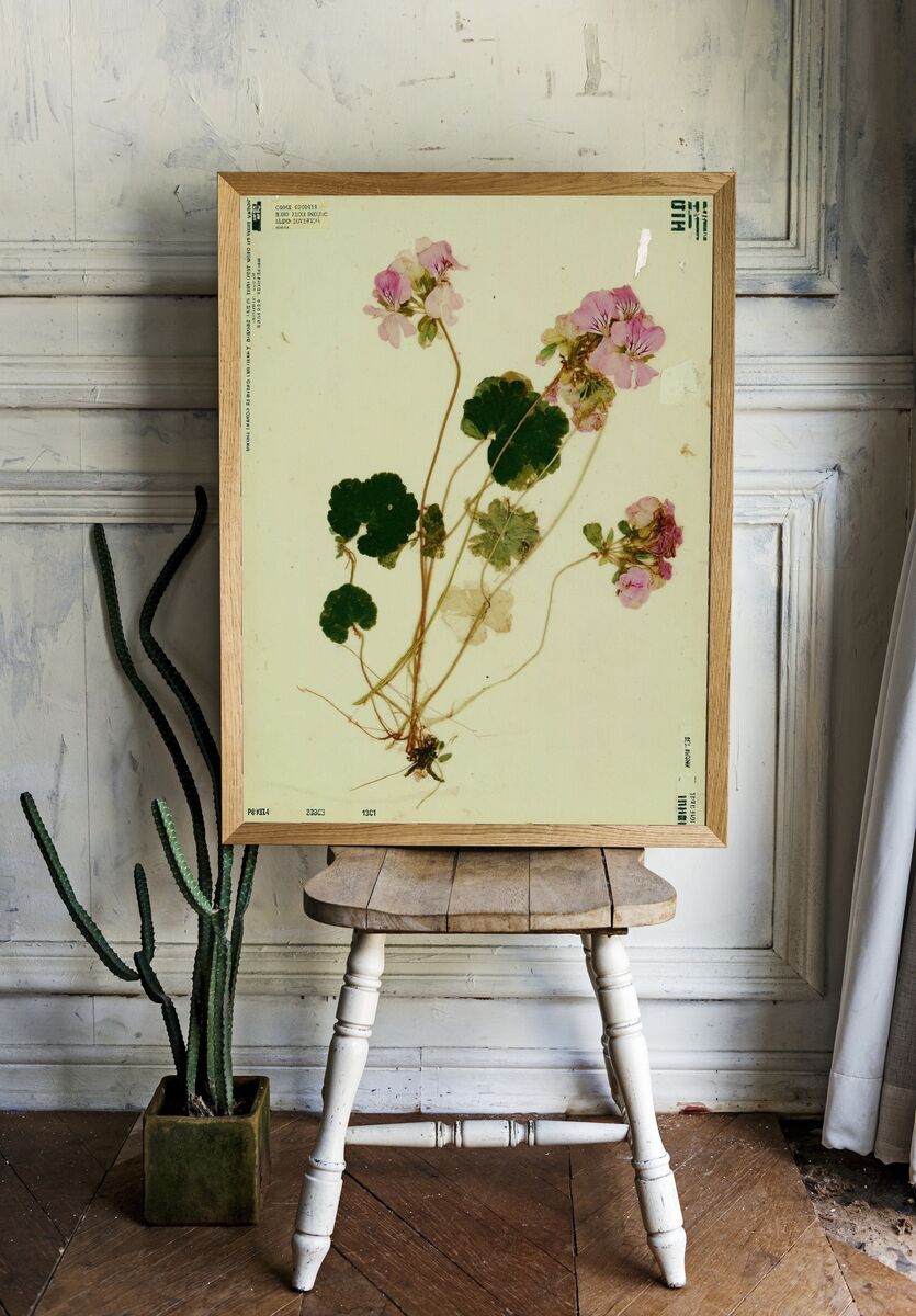 Pink Geranium Botanical Poster. — room view 1