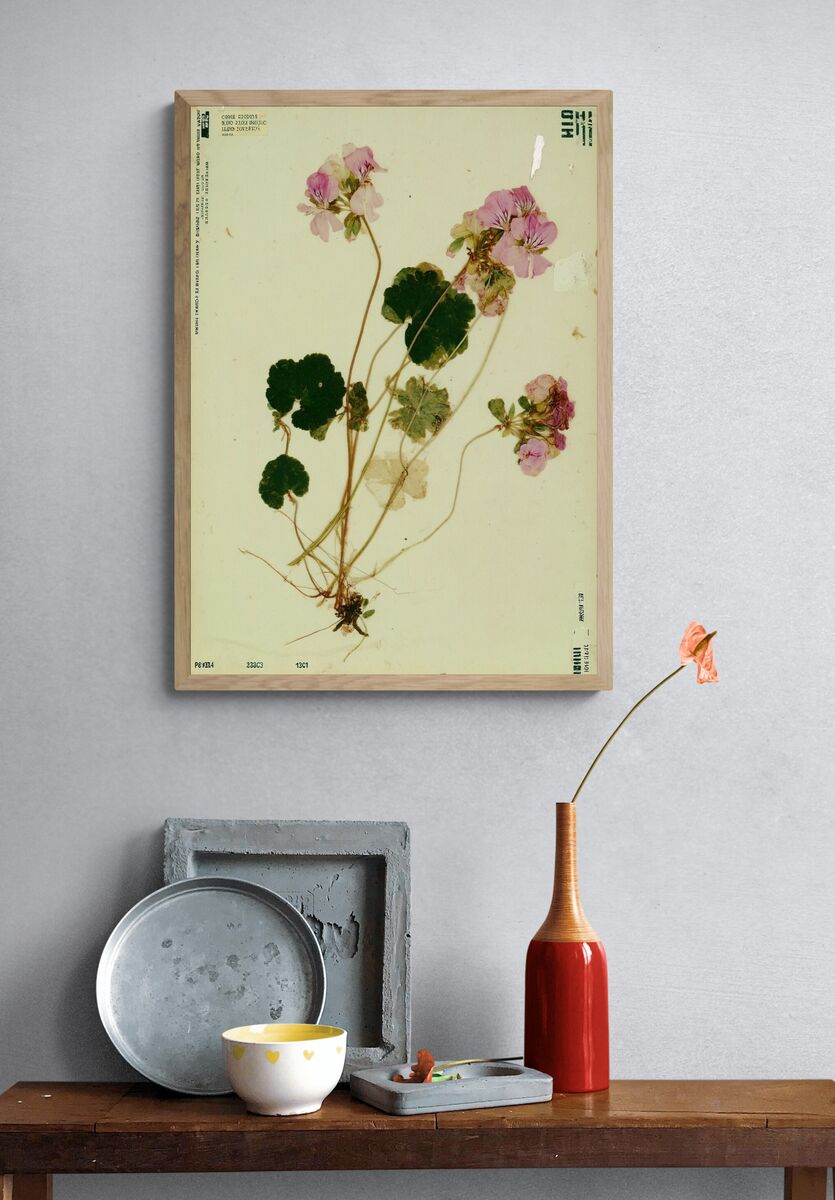 Pink Geranium Botanical Poster. — room view 3