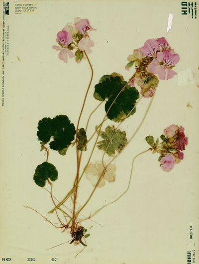 Pink Geranium Botanical Poster