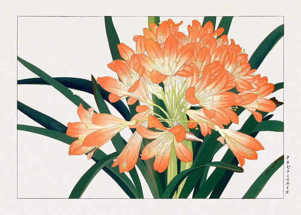 Clivia Miniata — Botanical Print. poster detail