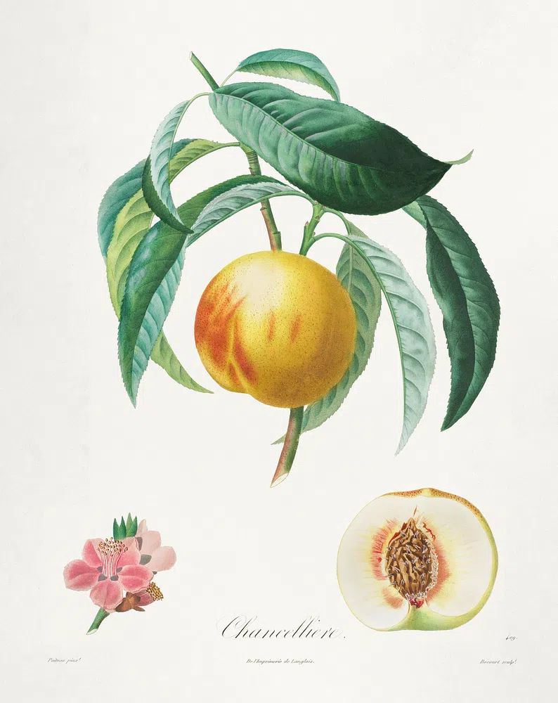 Channellore Botanical Print. poster — botanical art