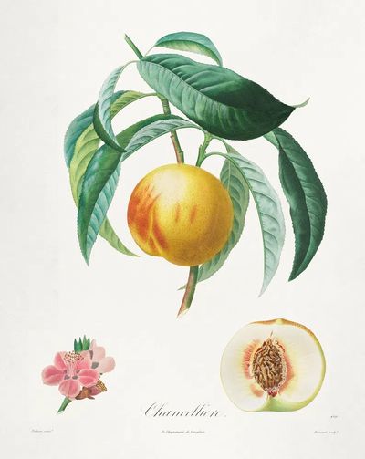 Channellore Botanical Print. poster print