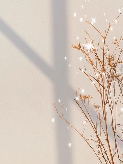 Dried Flowers with Sparkles — Botanical Print. poster