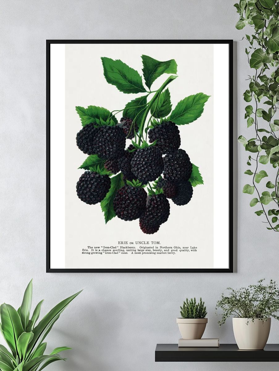 Blackberry Botanical Print. — room view 4