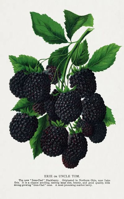 Blackberry Botanical Print. poster print