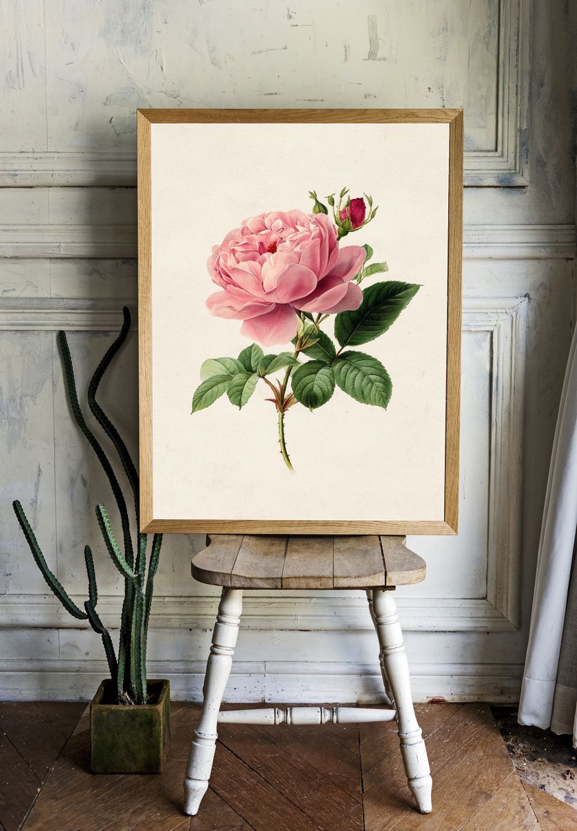 Pink Rose Botanical Print. — room view 1