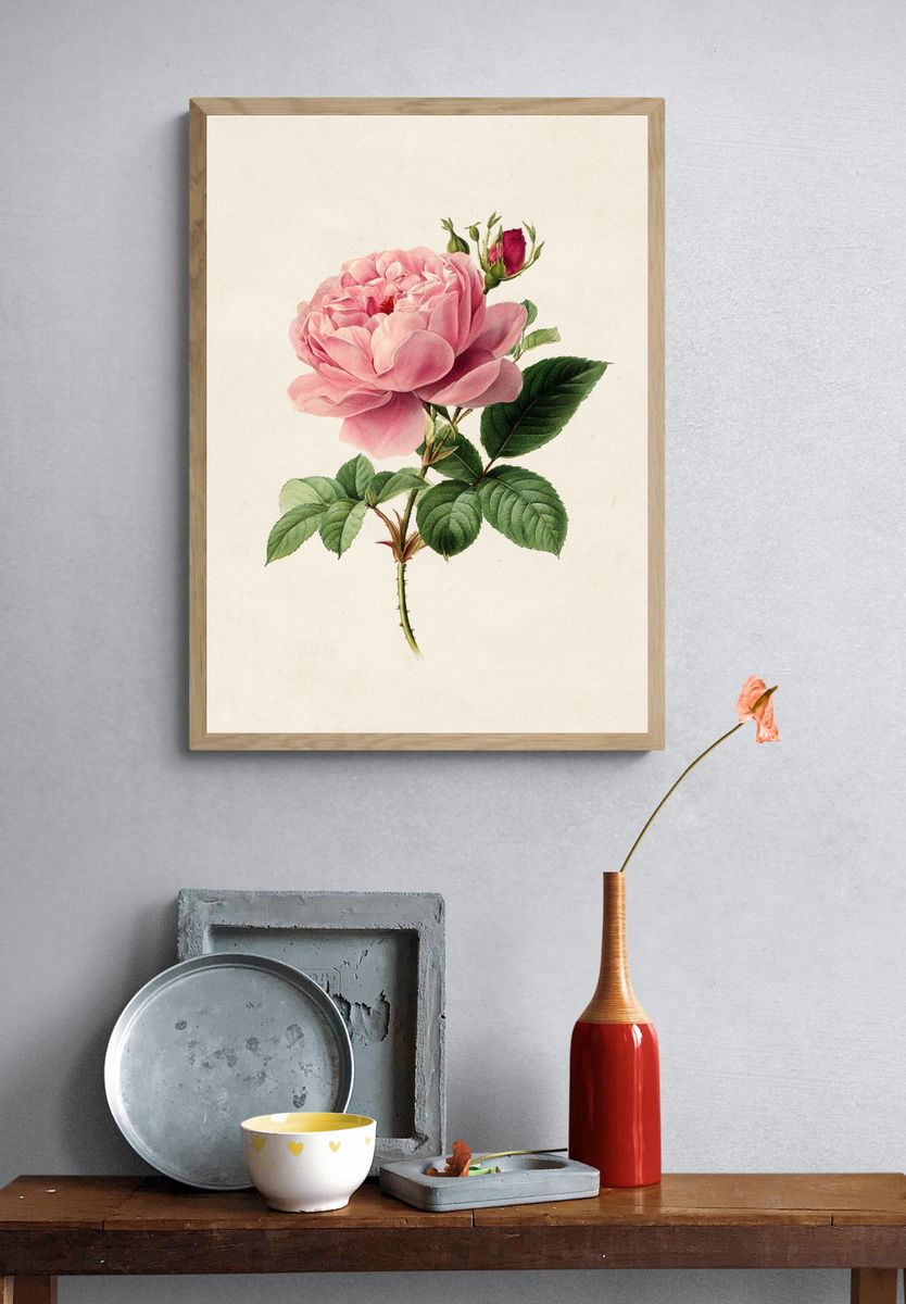 Pink Rose Botanical Print. — room view 3