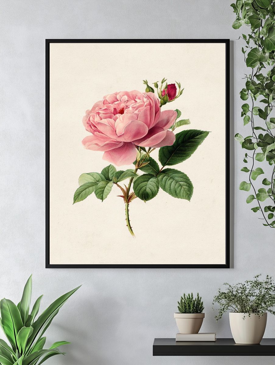 Pink Rose Botanical Print. — room view 4