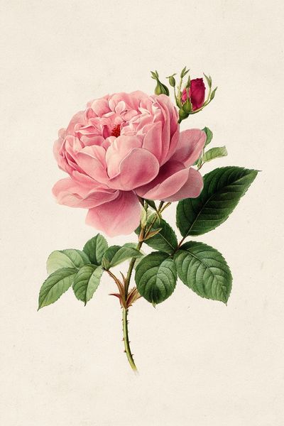 Pink Rose Botanical Print. poster print