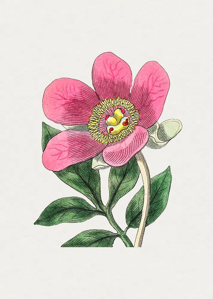 Pink Flower Botanical Print. poster detail