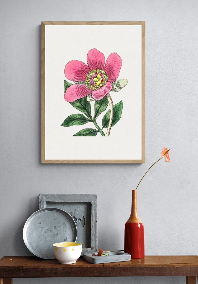 Pink Flower Botanical Print. — room view 3