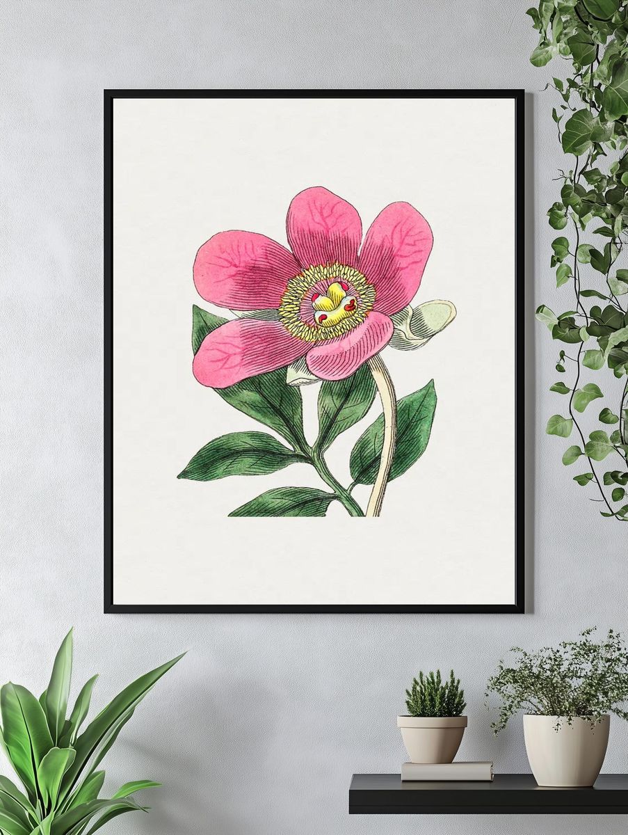 Pink Flower Botanical Print. — room view 4