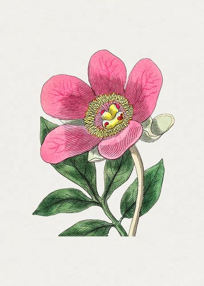 Pink Flower Botanical Print. poster