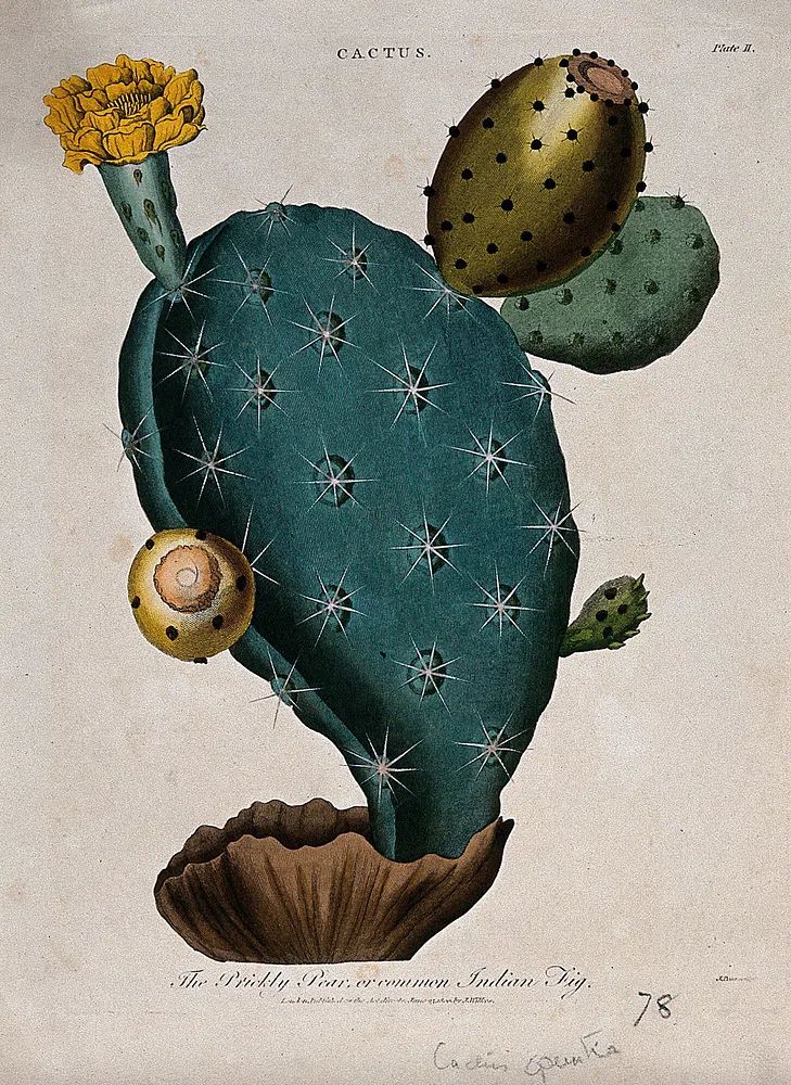 Cactus Botanical Print. poster — botanical art