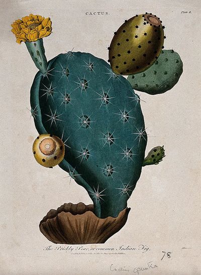 Cactus Botanical Print. poster print
