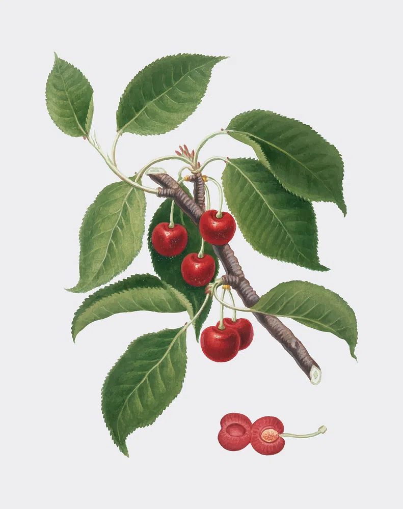 Cherry Branch Botanical Print. poster detail