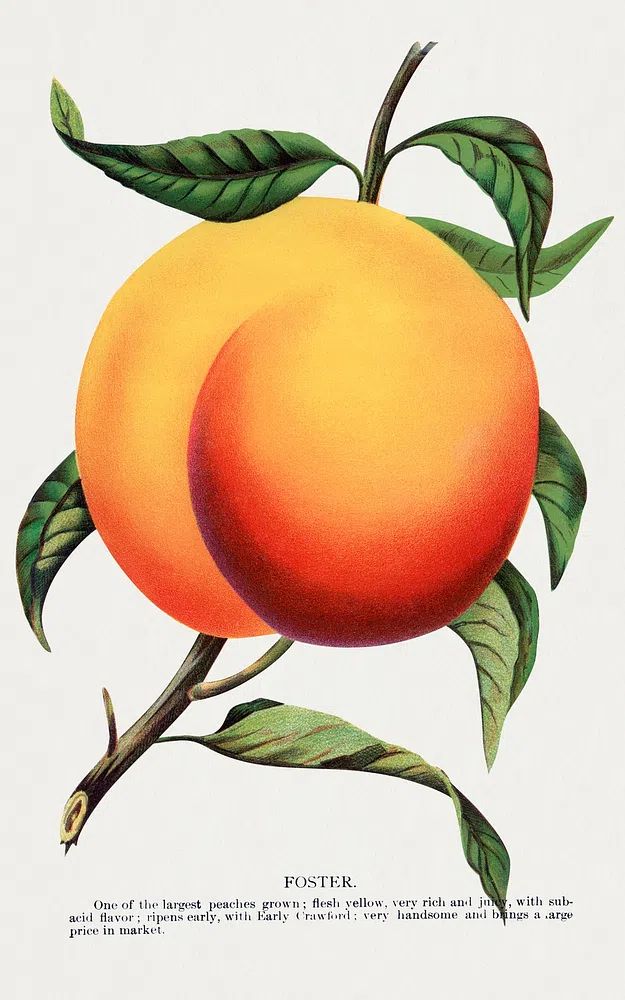 Foster Peach Botanical Print. poster detail