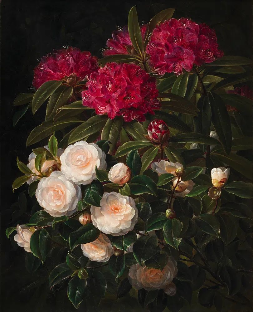 Rhododendron and Camellia — Botanical Print. poster detail