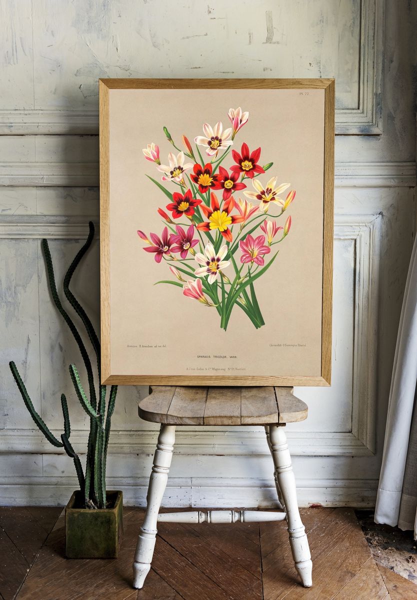 Sparaxis Tricolor — Botanical Print. — room view 1