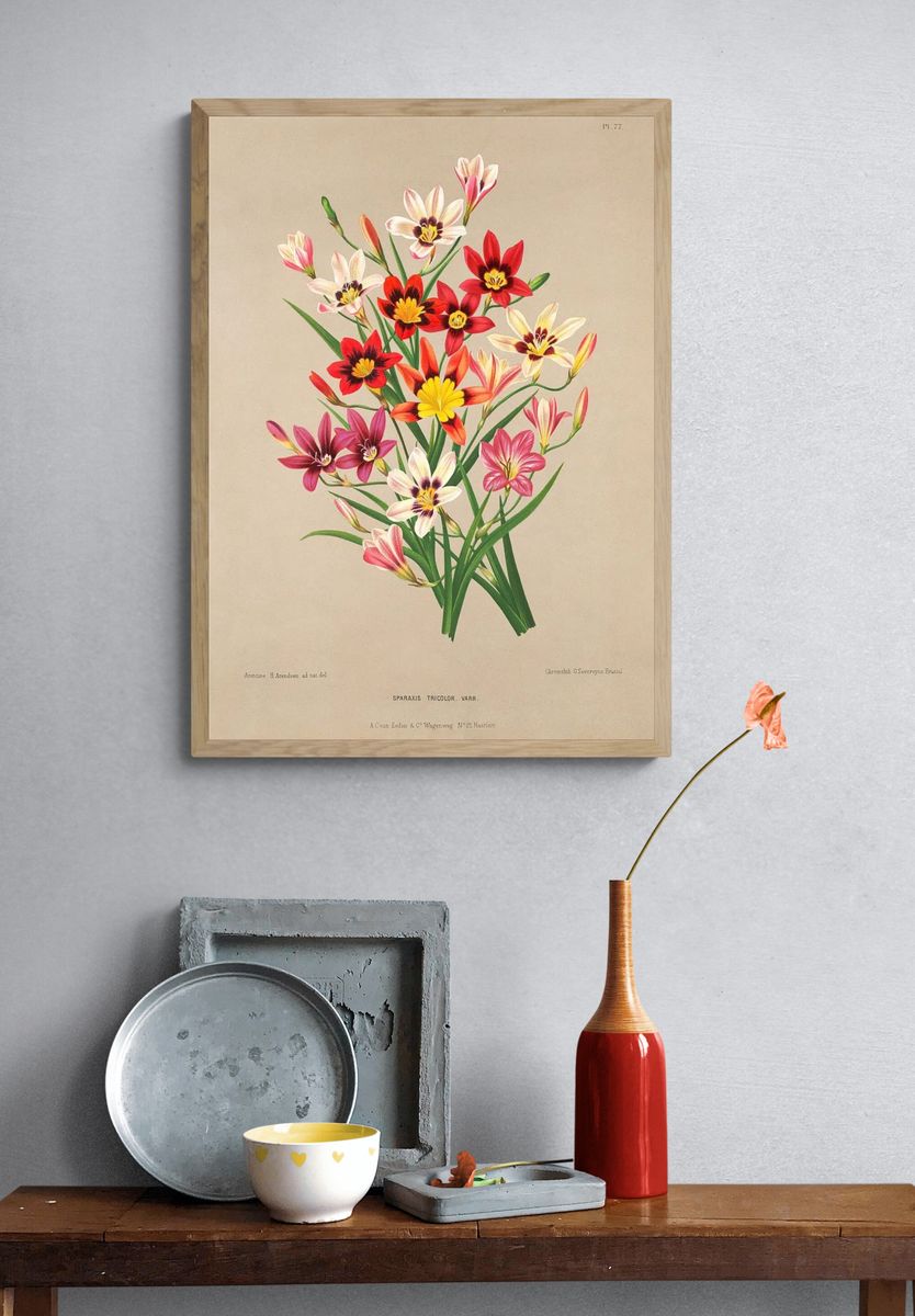 Sparaxis Tricolor — Botanical Print. — room view 3