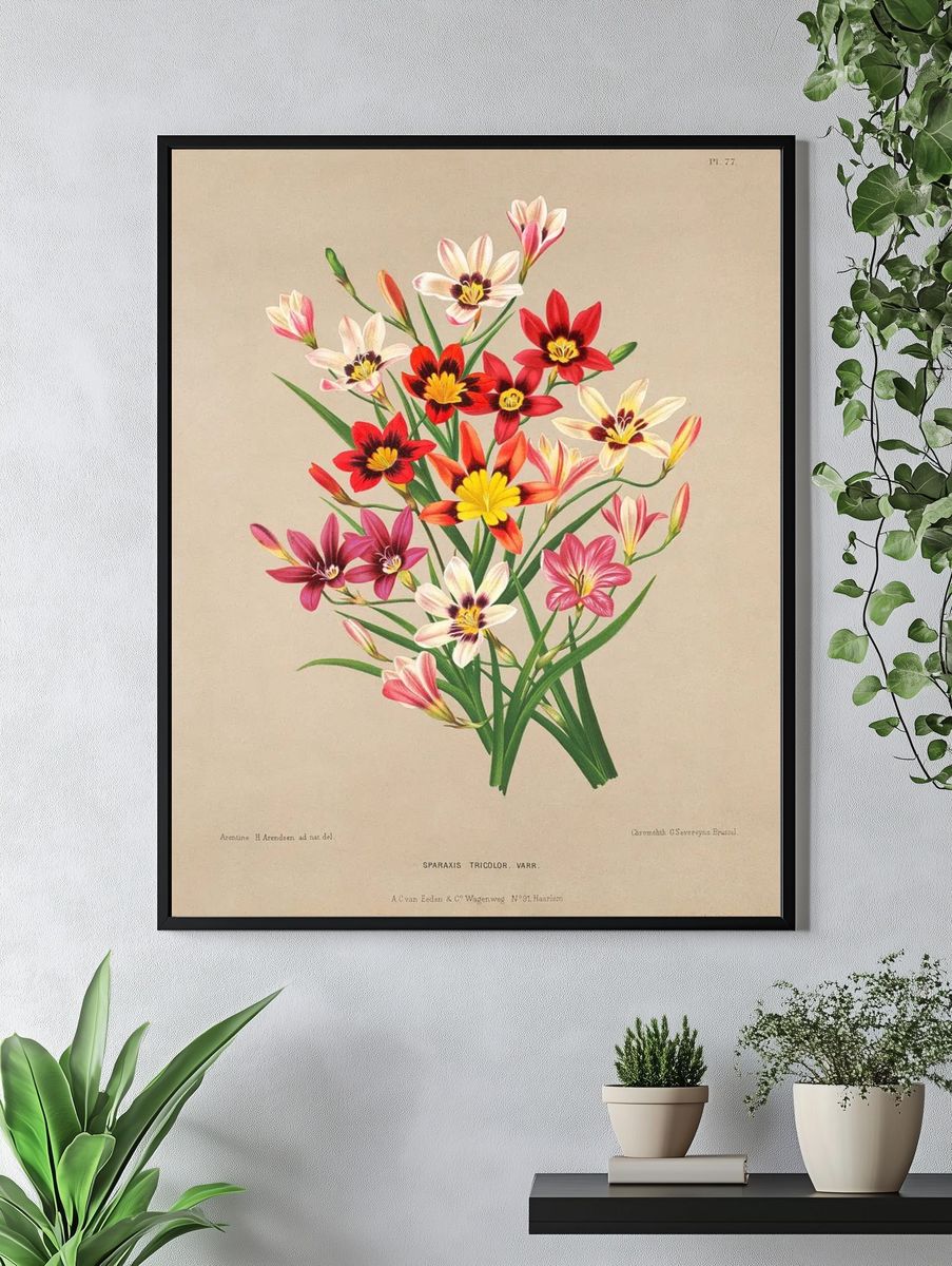 Sparaxis Tricolor — Botanical Print. — room view 4