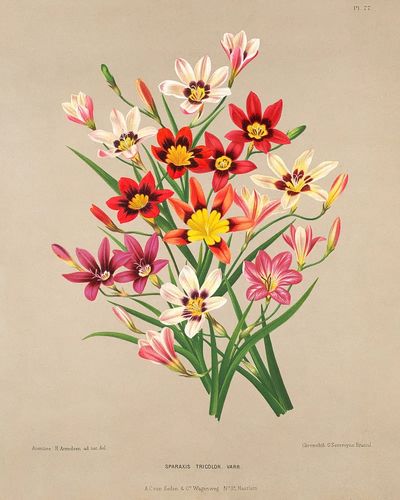 Sparaxis Tricolor — Botanical Print. poster print