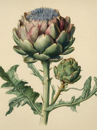 Artichoke Botanical Print. poster