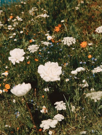 Wildflower Meadow — Botanical Print. poster print