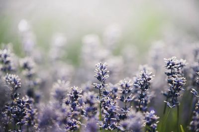 Lavender Field — Botanical Print. poster print