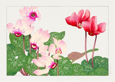 Cyclamen Flowers — Botanical Print. poster