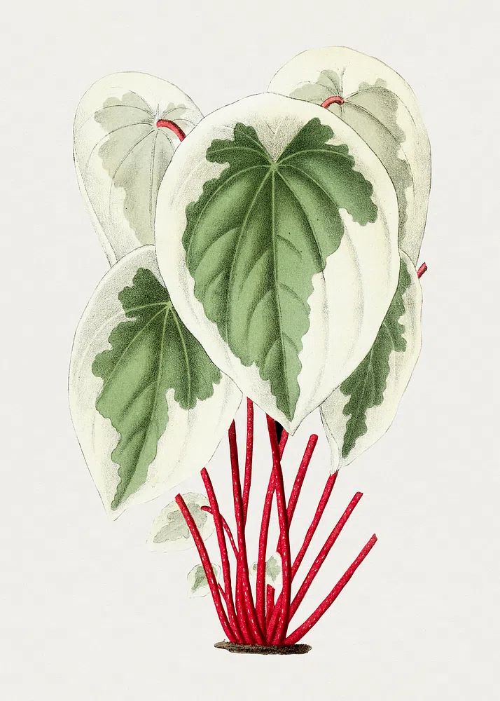 Tropical Leaves Botanical Print. poster detail