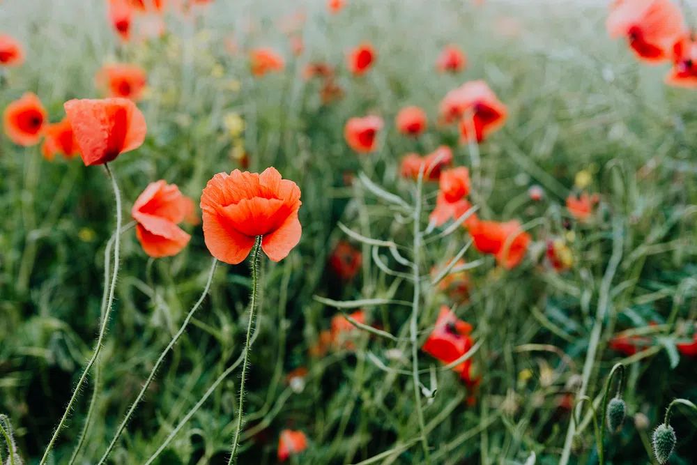 Vibrant Poppy Field — Botanical Print. poster — botanical art