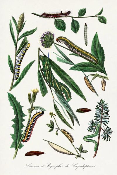 Caterpillars and Leaves — Botanical Print. poster print