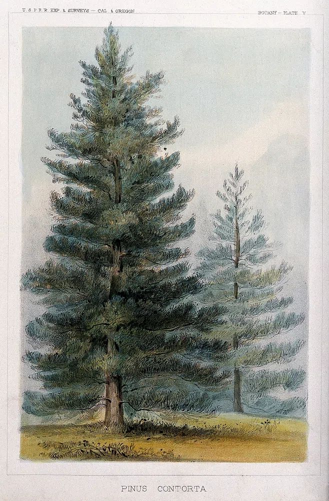 Pinus Contorta Botanical Print. poster detail