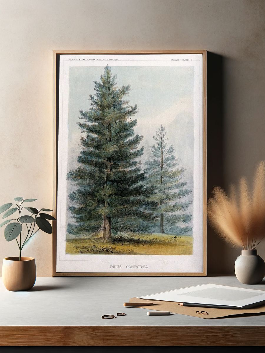 Pinus Contorta Botanical Print. — room view 2