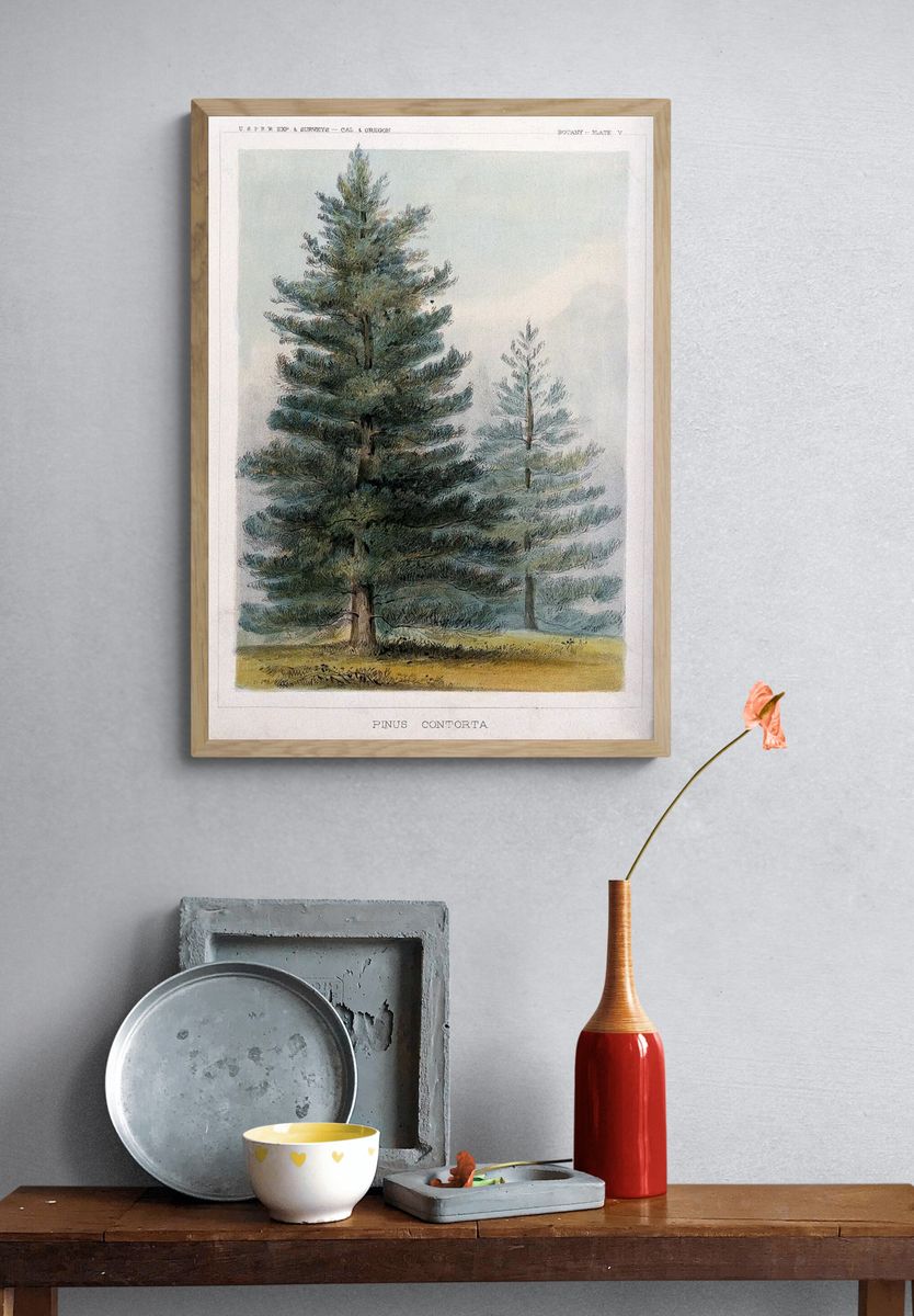 Pinus Contorta Botanical Print. — room view 3