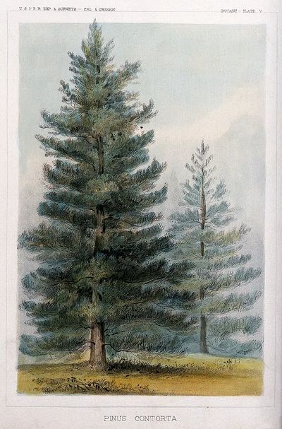 Pinus Contorta Botanical Print. poster