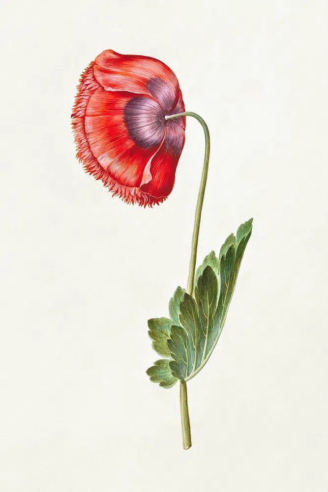 Red Poppy Botanical Print. poster — botanical art