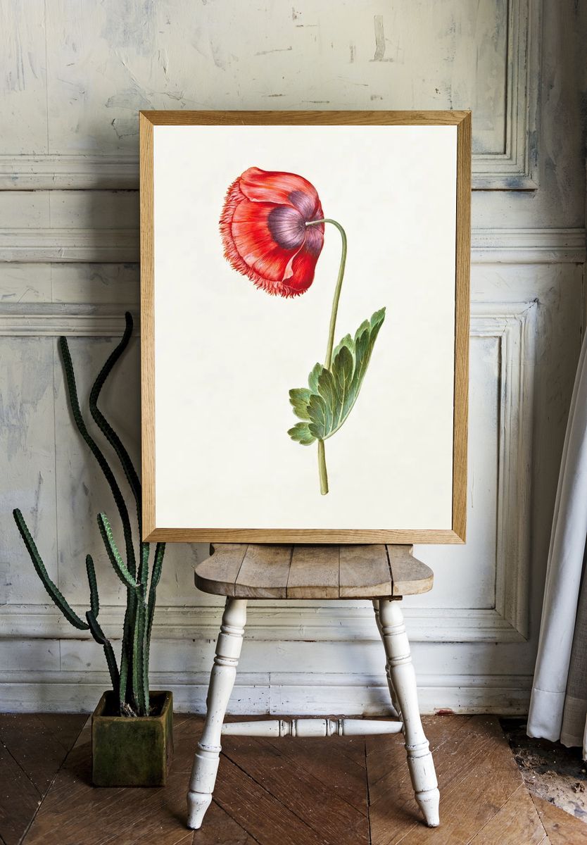 Red Poppy Botanical Print. — room view 1