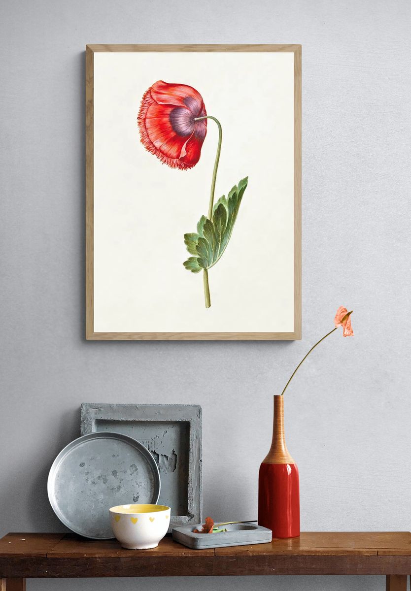 Red Poppy Botanical Print. — room view 3