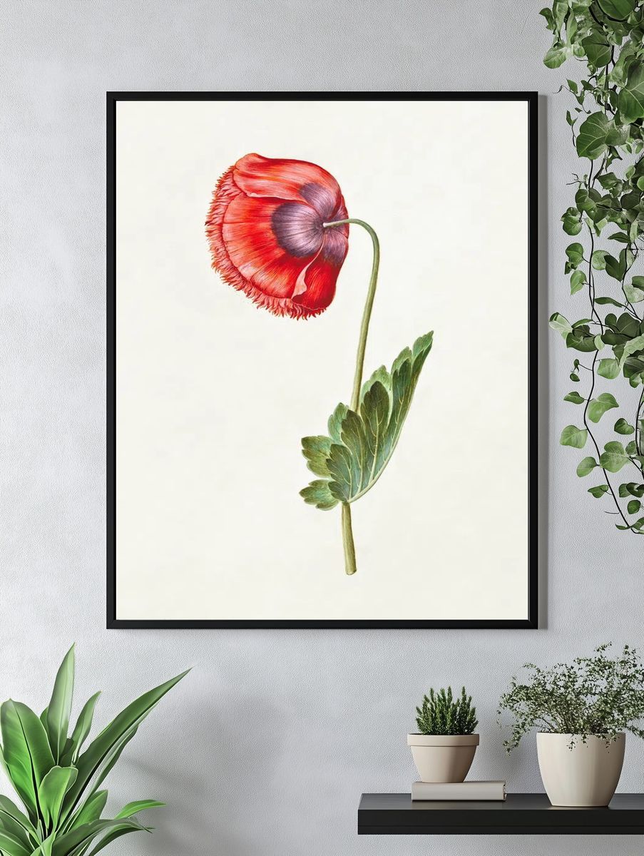 Red Poppy Botanical Print. — room view 4