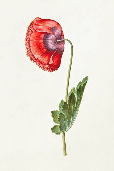 Red Poppy Botanical Print. poster
