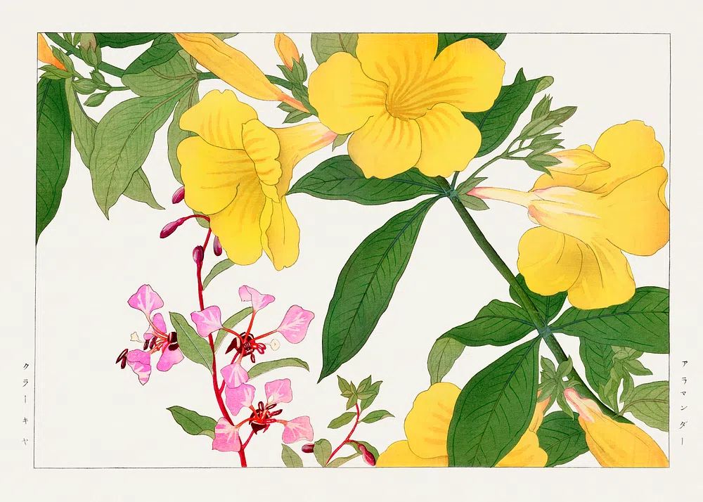Yellow Floral Illustration Poster. poster — botanical art