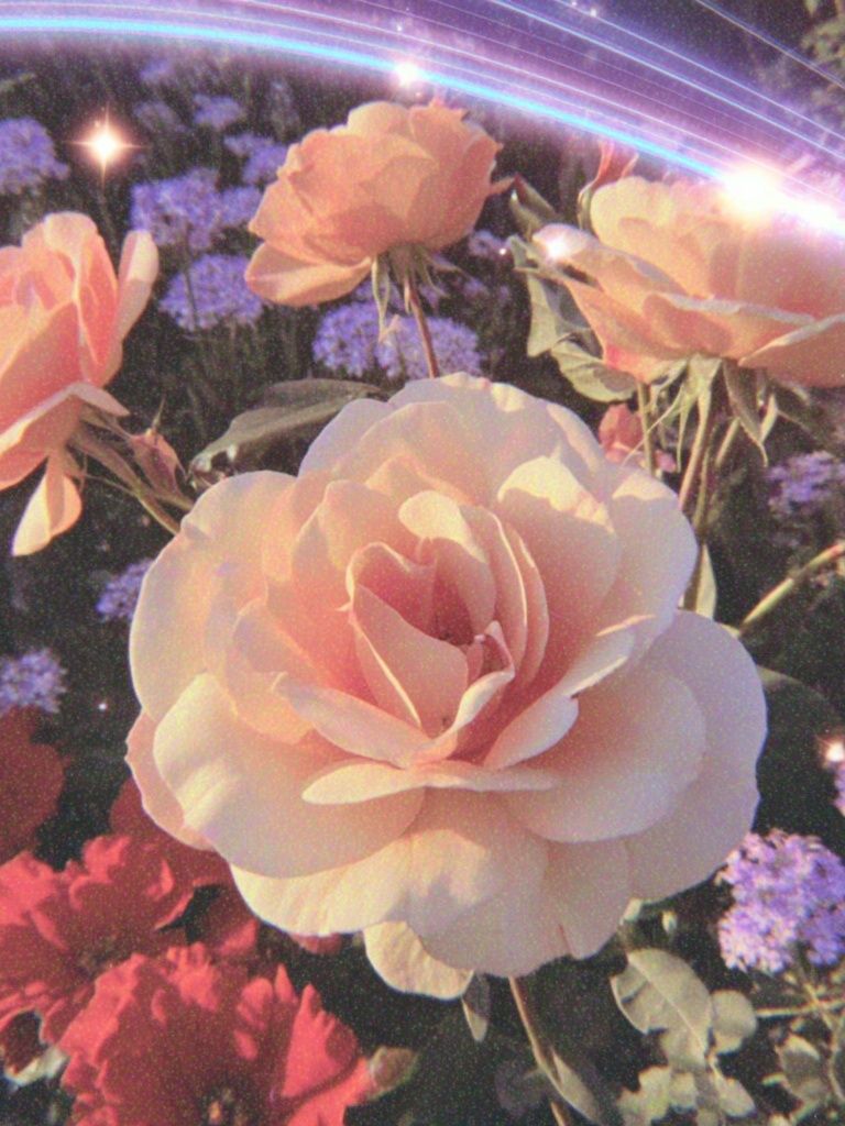 Pink Roses in Bloom — Botanical Print. poster detail