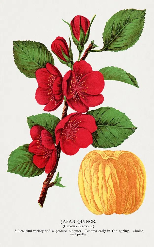 Japan Quince Botanical Print. poster detail